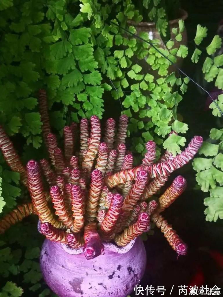 寒潮过后，多肉美出天际，颜色鲜艳明亮，真馋人！