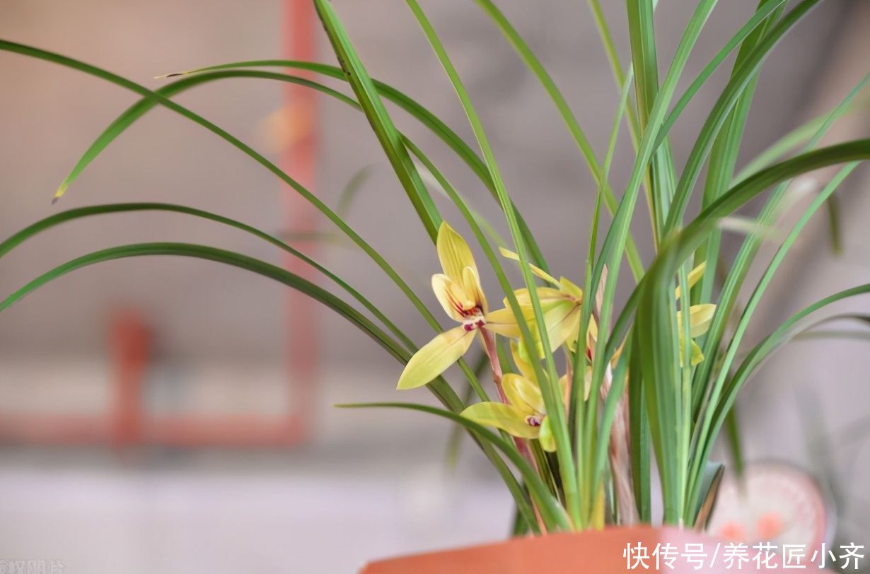 四月兰花发芽关键期,它有“四怕”,想要发芽快又壮,尽量不要做