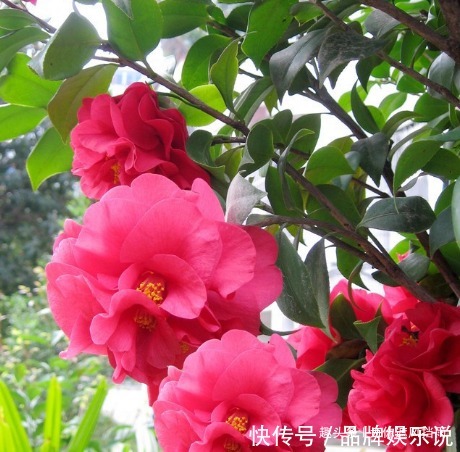 冬季居家就适合养这三种花,越是寒冷越能爆满盆,冬季有一抹春色