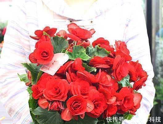 花期|花期超长的10种花，养一盆全年都有花看