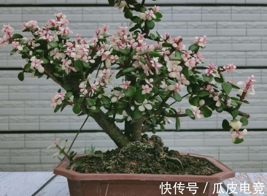 盆景|金枝玉叶盆栽养殖小技巧：日常维护、凹造型，不可忽略！