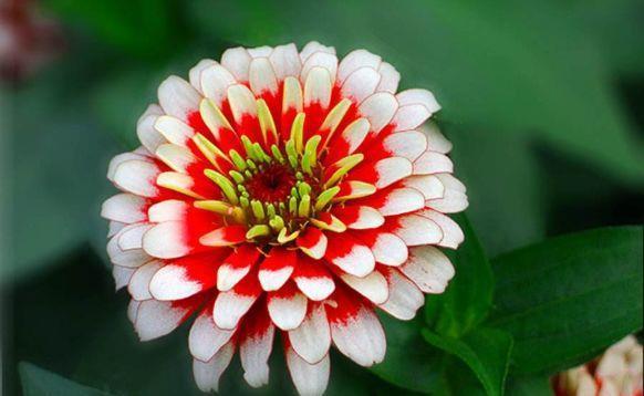 档次|农历7月15日开始，养花养个耐看的，艳丽非凡，高端大气上档次