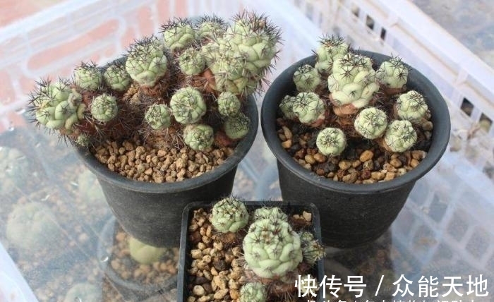 m帝王丸, 霸气的仙人球, 你想养一颗吗?