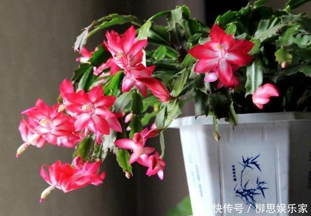 甜水|蟹爪兰来点“甜水”,不烂根不黄叶,枝枝开花红满盆!