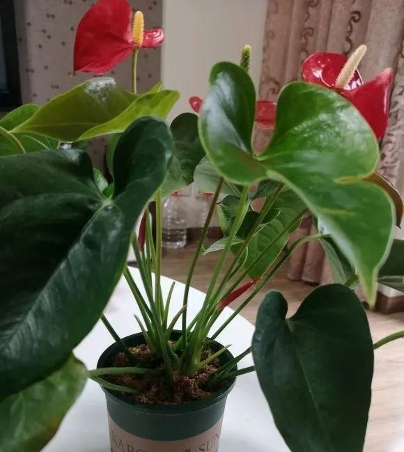 长寿|一棵长寿的花,124个花箭,开花,锅盖打开的方法