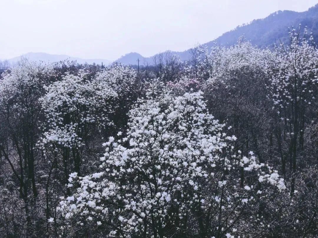 金华最撩人的春天，美成一幅画，看遍“花花世界”，人少景多，还不用门票！