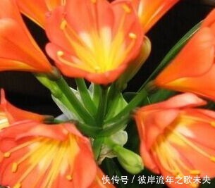 直射光|夏季君子兰总是长不好这几点做好了,轻松度夏无忧