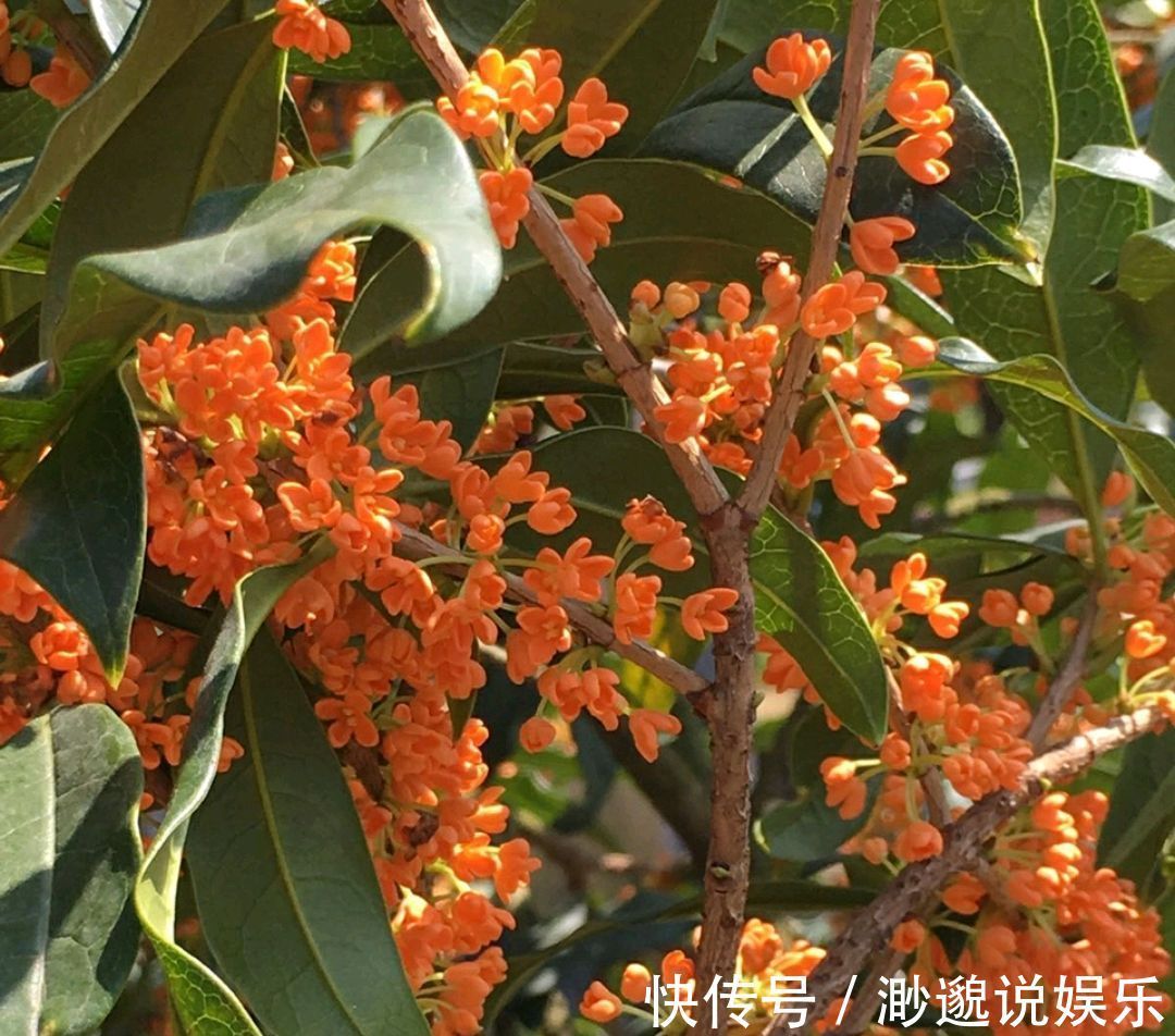 养护|朱砂桂花喜迎中秋节,开花爆盆的朱砂桂太美,眼馋了朋友来围观