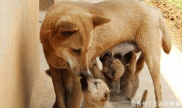 老猫|农村老人常说: 老猫十年, 老狗八年, 必定成精, 是什么意思?