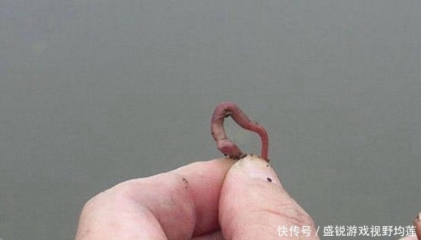 蚯蚓的挂钩方法不同，垂钓的效果有很大差别
