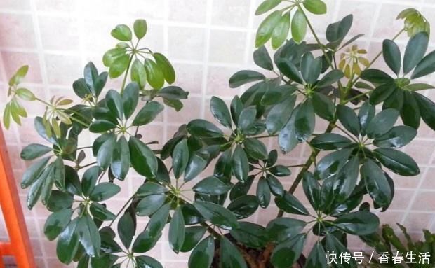 幸福树|这“2种”树，比花卉好养，能够吸“甲醛”，养一盆好处真不少