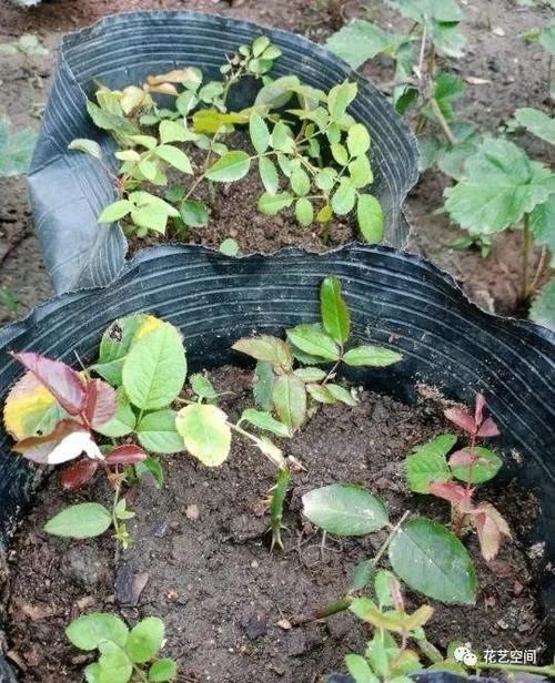 缩短生根时|扦插繁殖花卉时,用2种小药片,一个星期就生根,越养越旺盛!