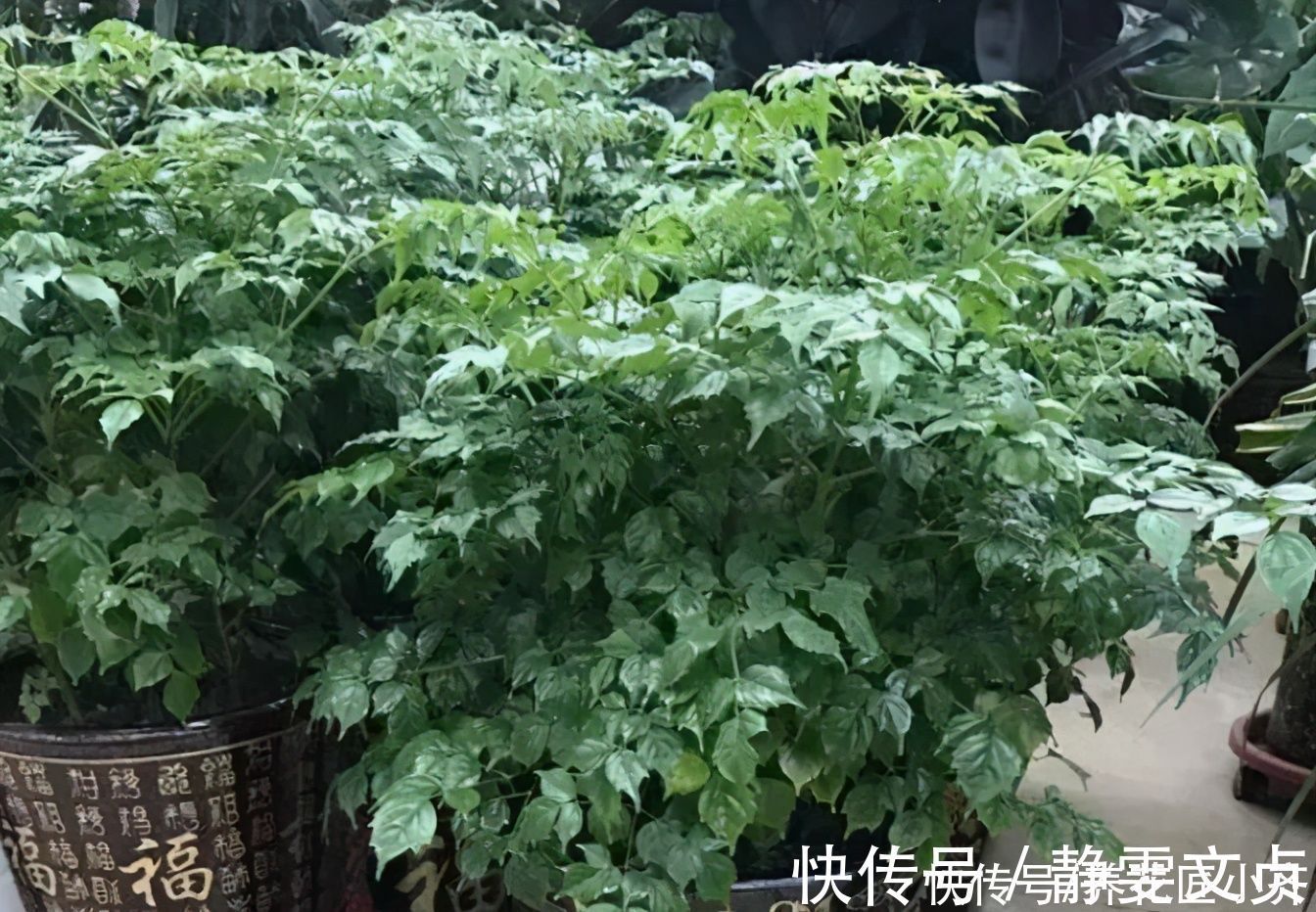 油绿|如果室内盆栽叶子油绿，一碰掉叶子，原因只有2个，救治很简单