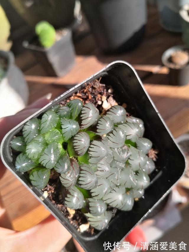 玉露|这“三多肉”最怕晒,遇强光易“摊大饼”,阴一点养成群生肉墩子