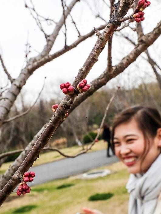 老年|年还没过完，上海顾村公园的早樱已经开了……
