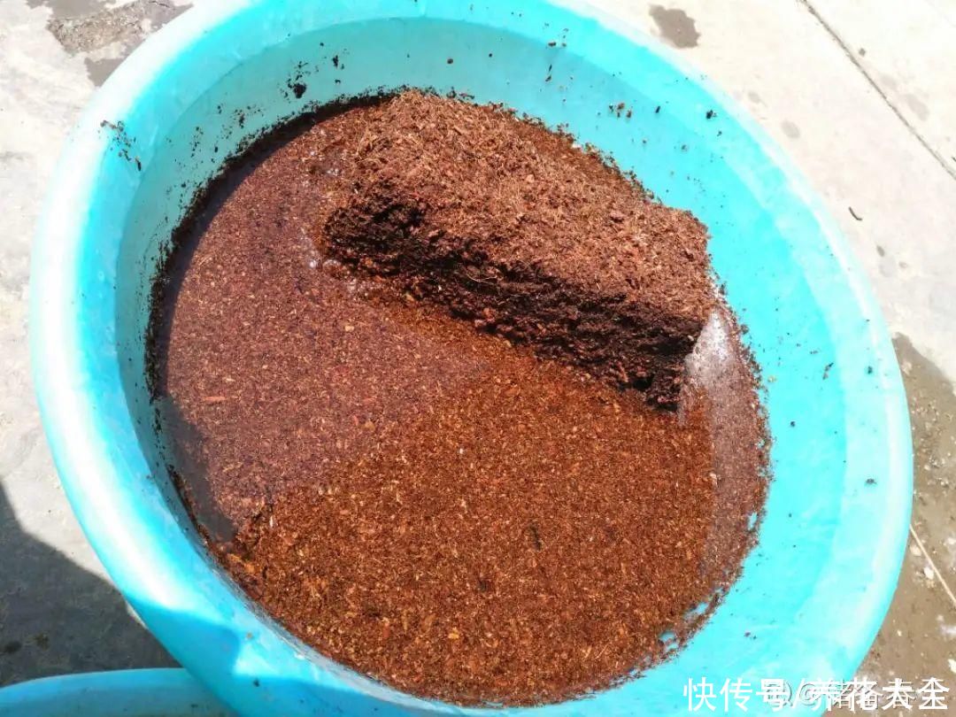 11种常见花，现在扦插，成活率特高