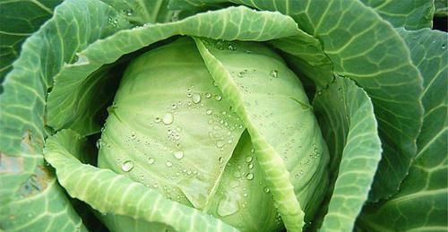 食物|每天不妨多吃3种食物，营养丰富、增强体质，好吃又健康！