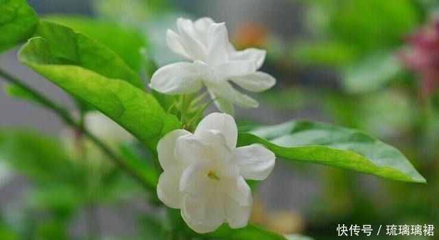 2种生命力顽强的花，一根枝条就是一盆，这个夏天还能开花！