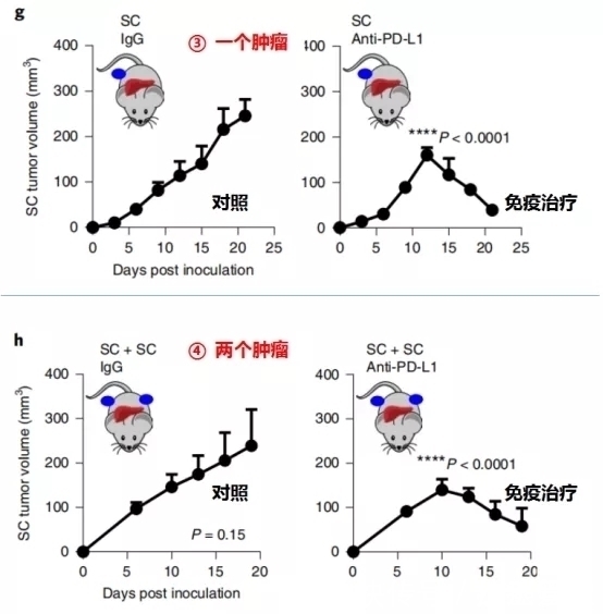 小鼠|让肺癌治疗失效的元凶竟然是它!逆转方法如此简单—抗癌管家