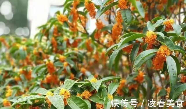 虎皮兰|这16种花冬天越浇越死,3个月不管,反而长高个