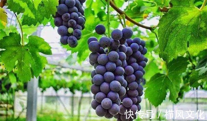 心血管疾病|女性不妨坚持吃四种食物,补血养颜、改善体质,有益健康