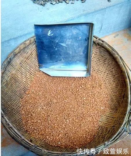 养兰花总是烂根黄叶盆底垫上常见生活垃圾，不烂根新芽冒不停