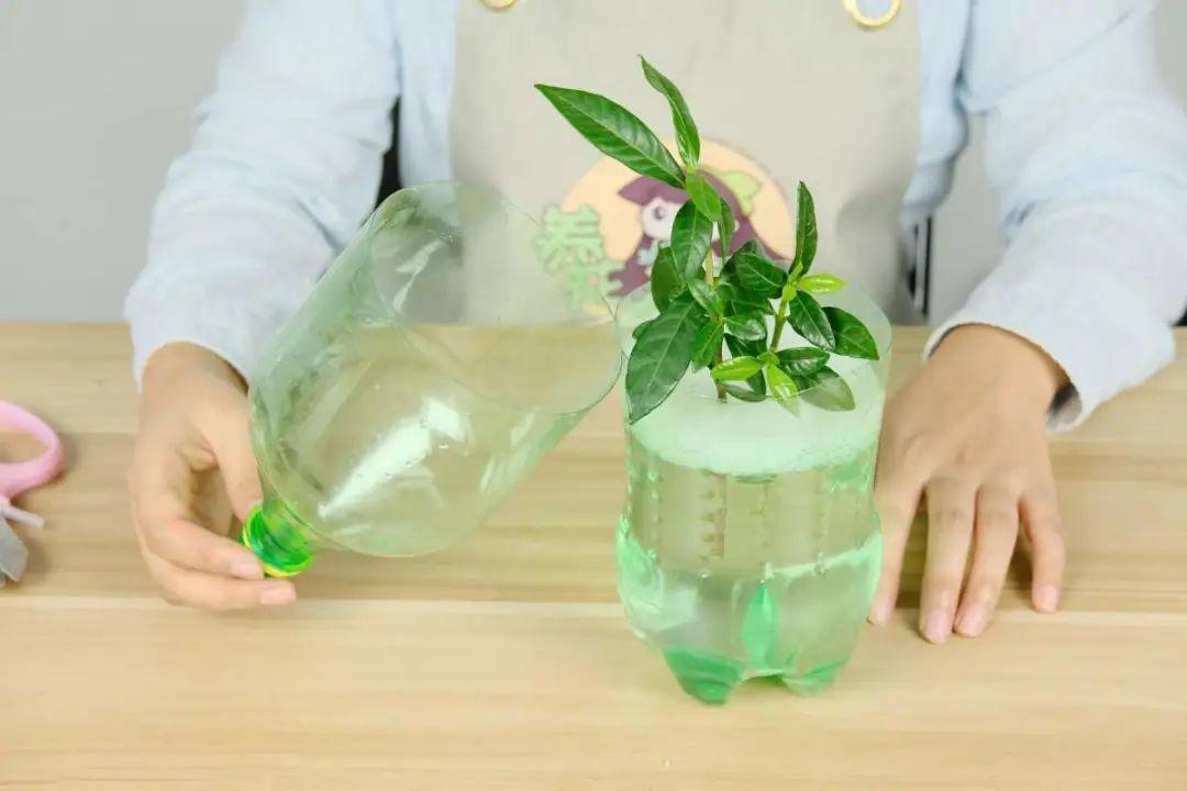 1个塑料瓶，居然有8种养花方法，省钱又好用！