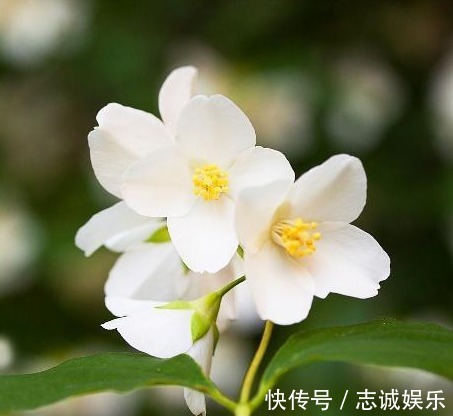 植株|最好养的室内盆栽茉莉花,只要5步,枝繁叶茂,一年开花6个月