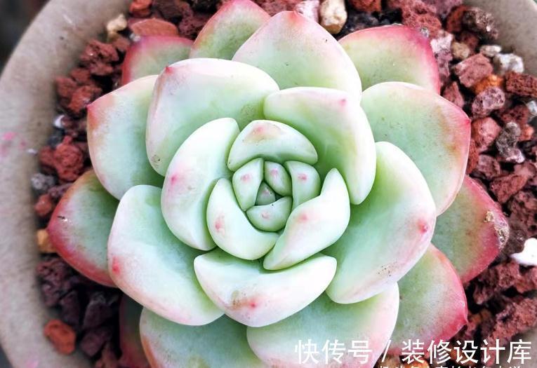 轰动、泡芙和阿玛贝利，买3次的肉友不少吧？其实它是同一种多肉