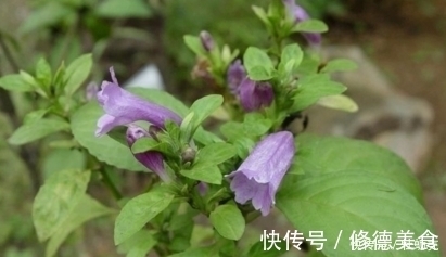 流脑|乡村常见野草，没想到竟是清热解毒、预防流脑的良药，吃过赚大了