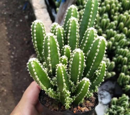 你的“万重山”个头小？看看大神们养得，个个要窜天去