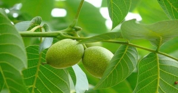 色氨酸|长期失眠不用愁啦! 这几种食物睡前吃一点, 酣然入睡到天亮