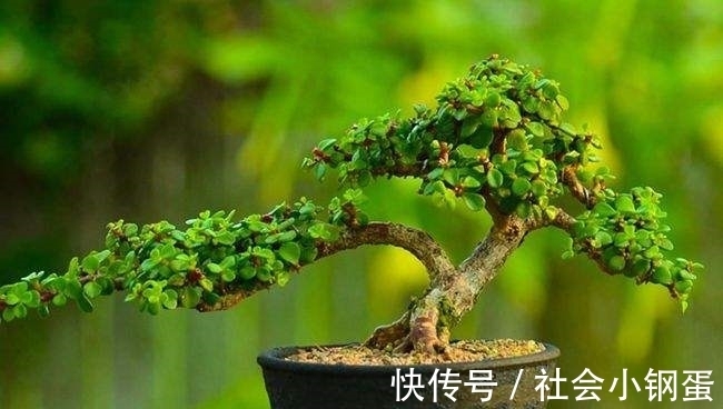 出锦的金枝玉叶能购买吗?自然状态下金枝玉叶怎样才能出锦?