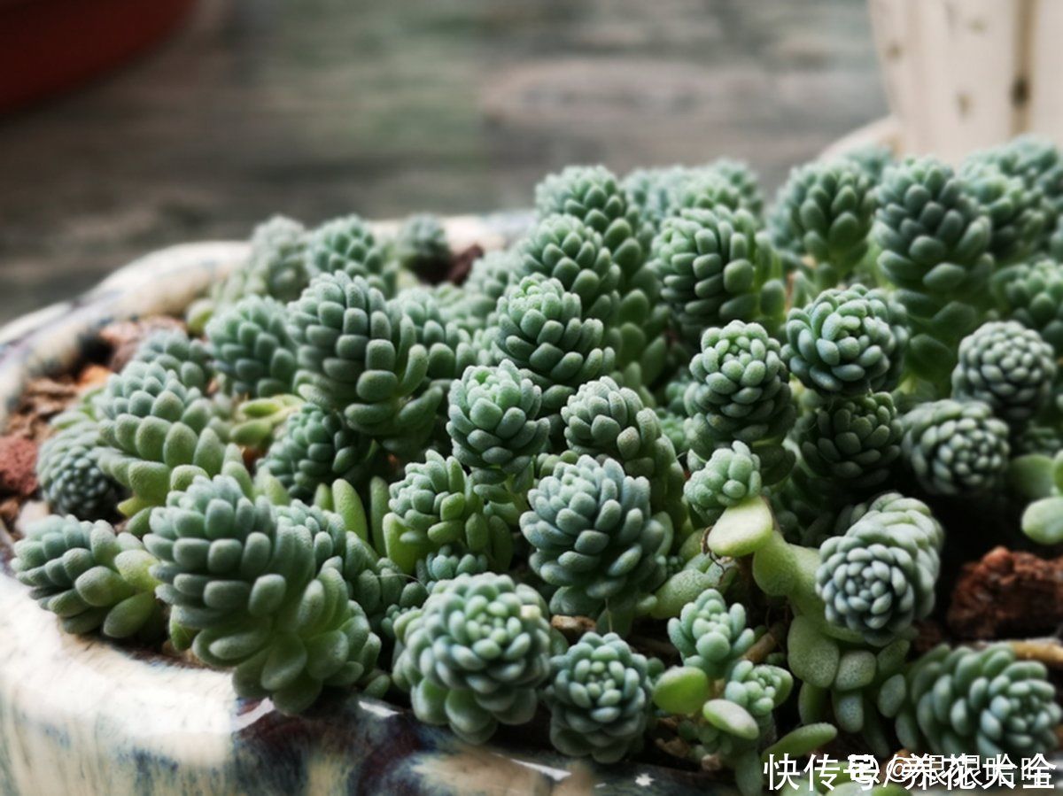 佛手|人气超高的景天科多肉，选得好也要养得好，网友：太美了
