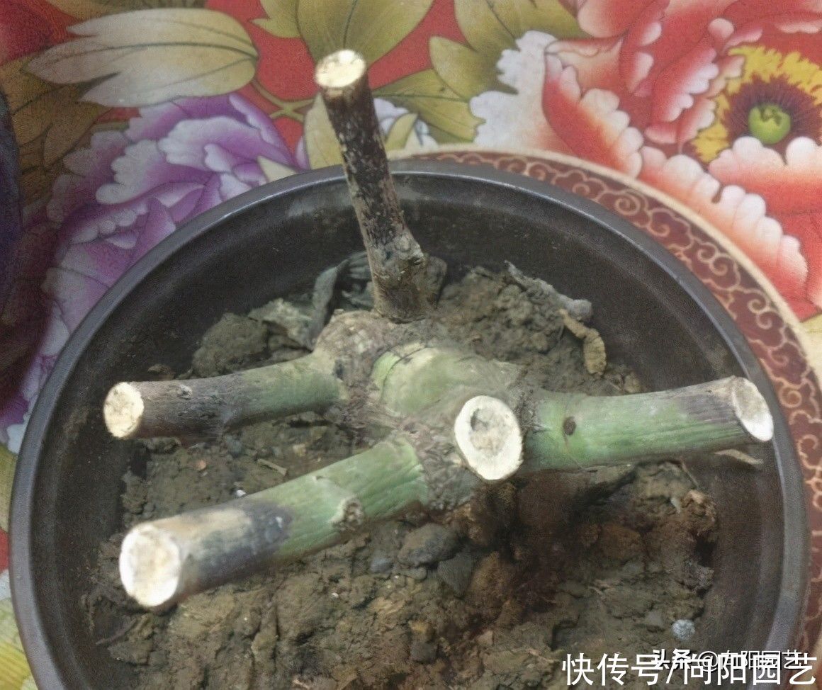 网上买月季，先看是不是嫁接，最好不好买嫁接的，越长越岔劈
