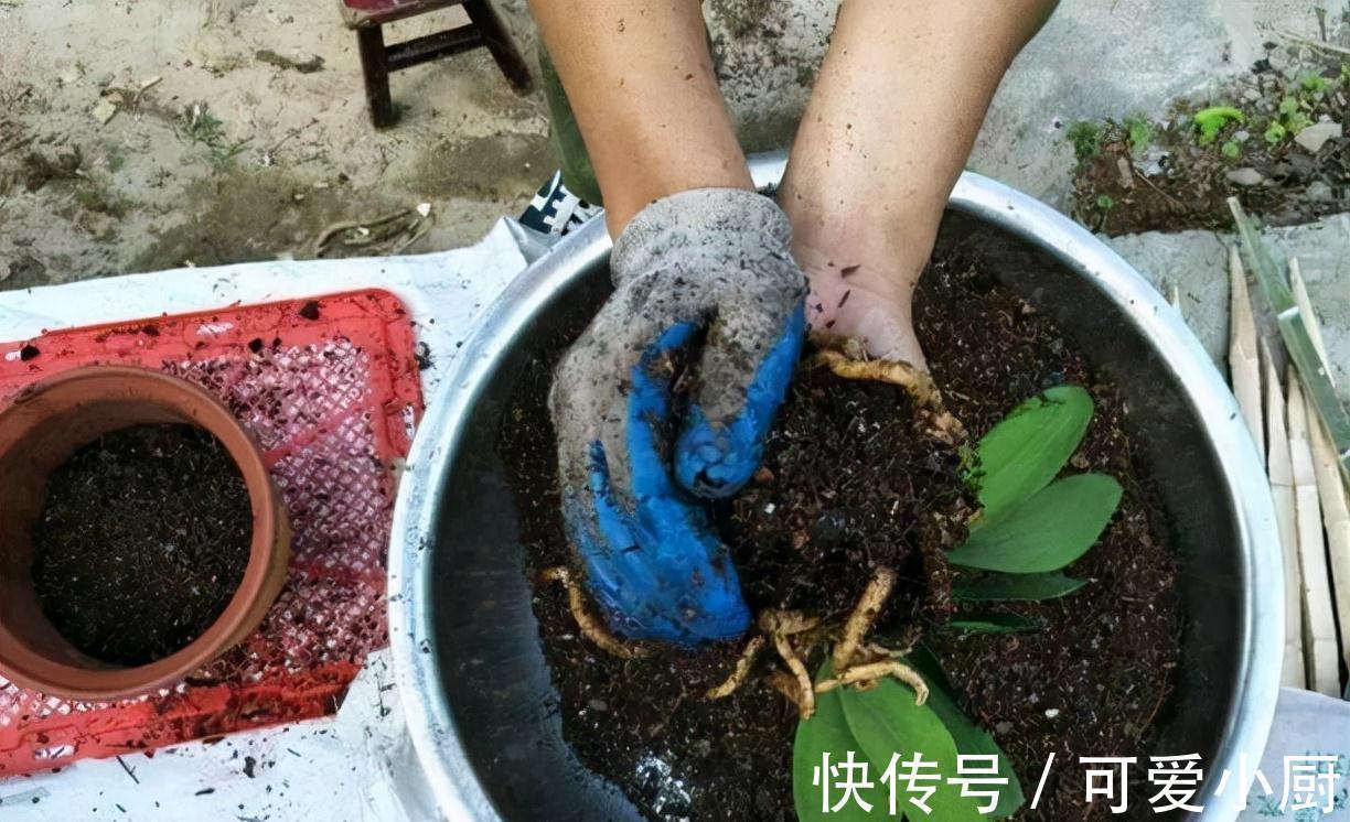 君子兰爱烂根,学会4点,快速生根,叶片翠绿挺拔