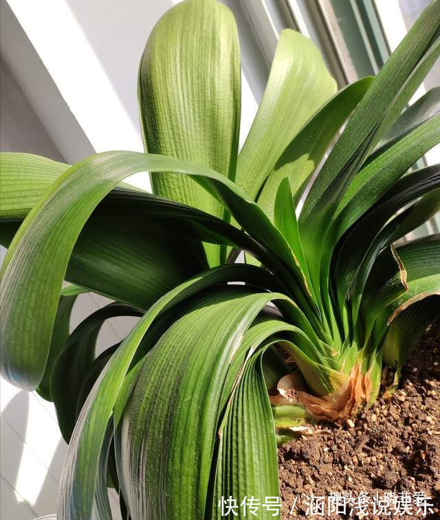 啤酒|君子兰2大“嗜好”,促进轻松“爆盆”,叶子油绿开花艳