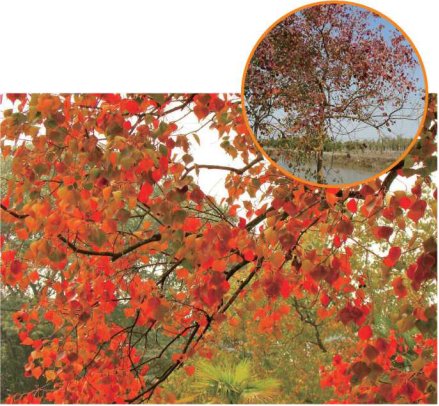 浦东|10260亩！浦东秋季又添新绿，线下版“蚂蚁森林”了解一下→