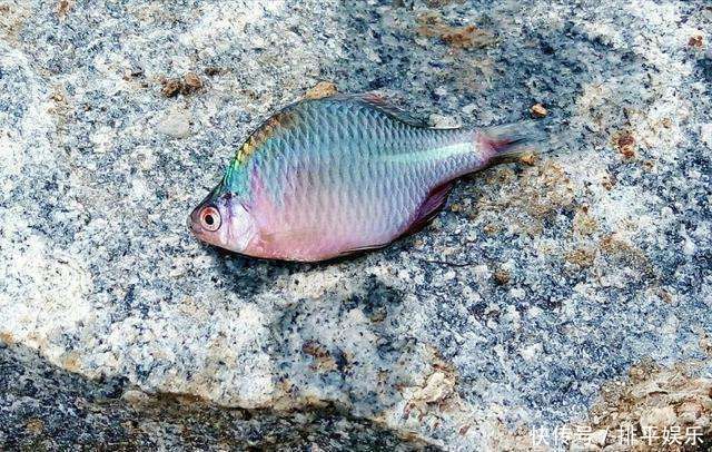 小时候最讨厌钓到鳑鲏鱼,离水几分钟就会烂肚子