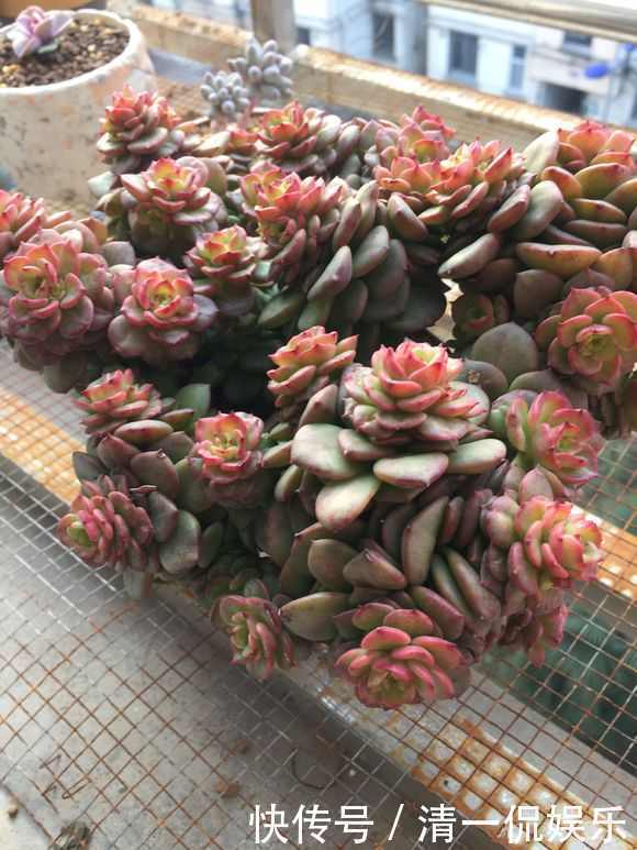 多肉|盆里加把灰，多肉一个月胖一圈，答案在这，其实很简单