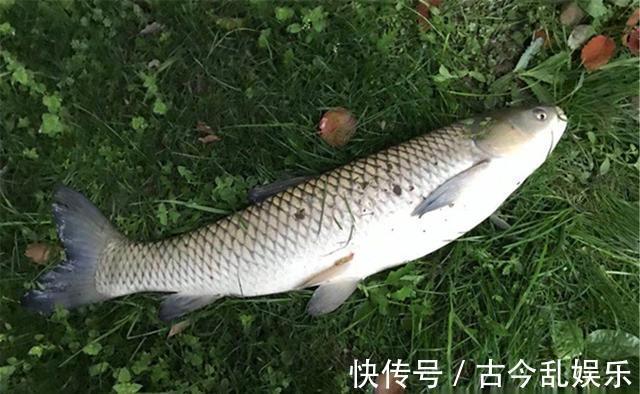鱼类|入秋之后野钓大鱼，钓位应该如何选择？钓深水还是钓浅水？