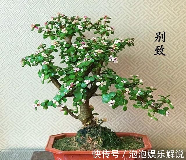 修剪|养一盆金枝玉叶，一剪一扎，轻轻松松，变成值钱的“盆景”