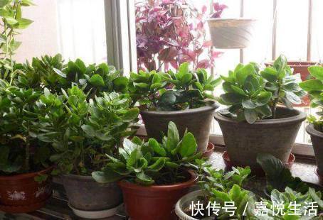 浇水|花都是浇死的1分钟学会如何判断盆土是否需要浇水了