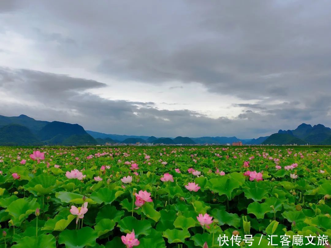 荷花|20000亩荷花竞相绽放，云南这个鲜有人知的秘境，美爆夏天！