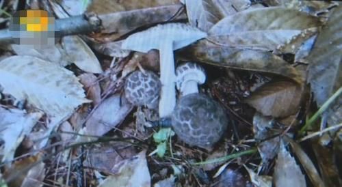 蘑菇|一家四口吃完饭,2岁弟弟和3岁哥哥相继身亡,医生说出原因太揪心