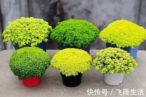 颜色|5种很常见的多肉,由于颜色金贵皮实好养,受到花友的热烈追捧
