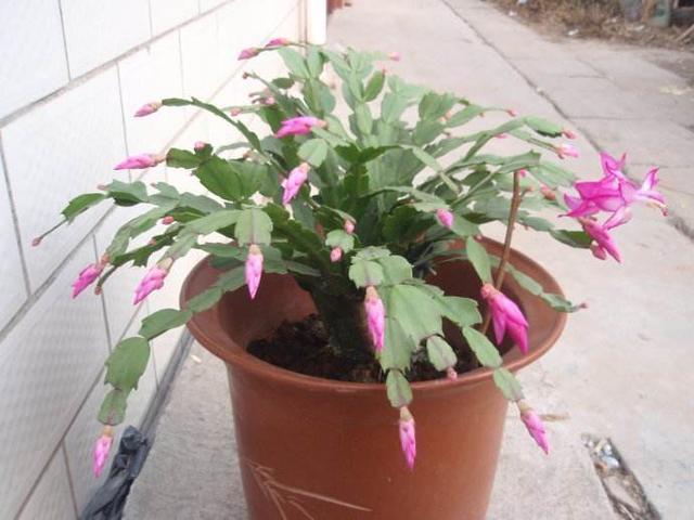 叶片|蟹爪兰来点“甜水”,不烂根不黄叶,枝枝开花红满盆!