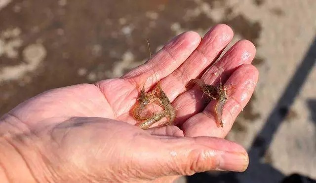 钓了30年鱼,才知道鲫鱼饵根本不用买,据说比蚯蚓还好用...