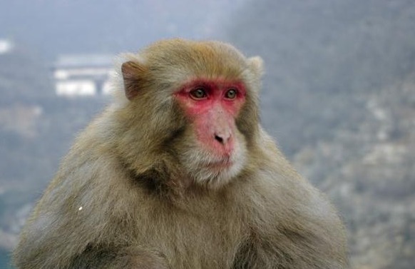 宝物#猴子山中藏宝,被猎户发现,要猴子把宝物交出来,猴子宁死不从