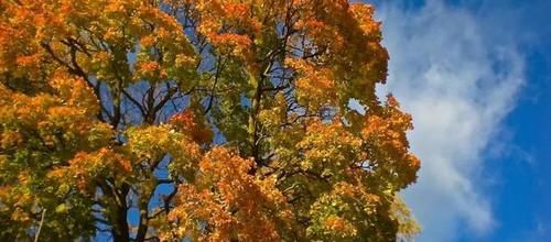 气血|秋天不养，一年白忙！到了秋季，几个简单的养生宜忌，一定要知道